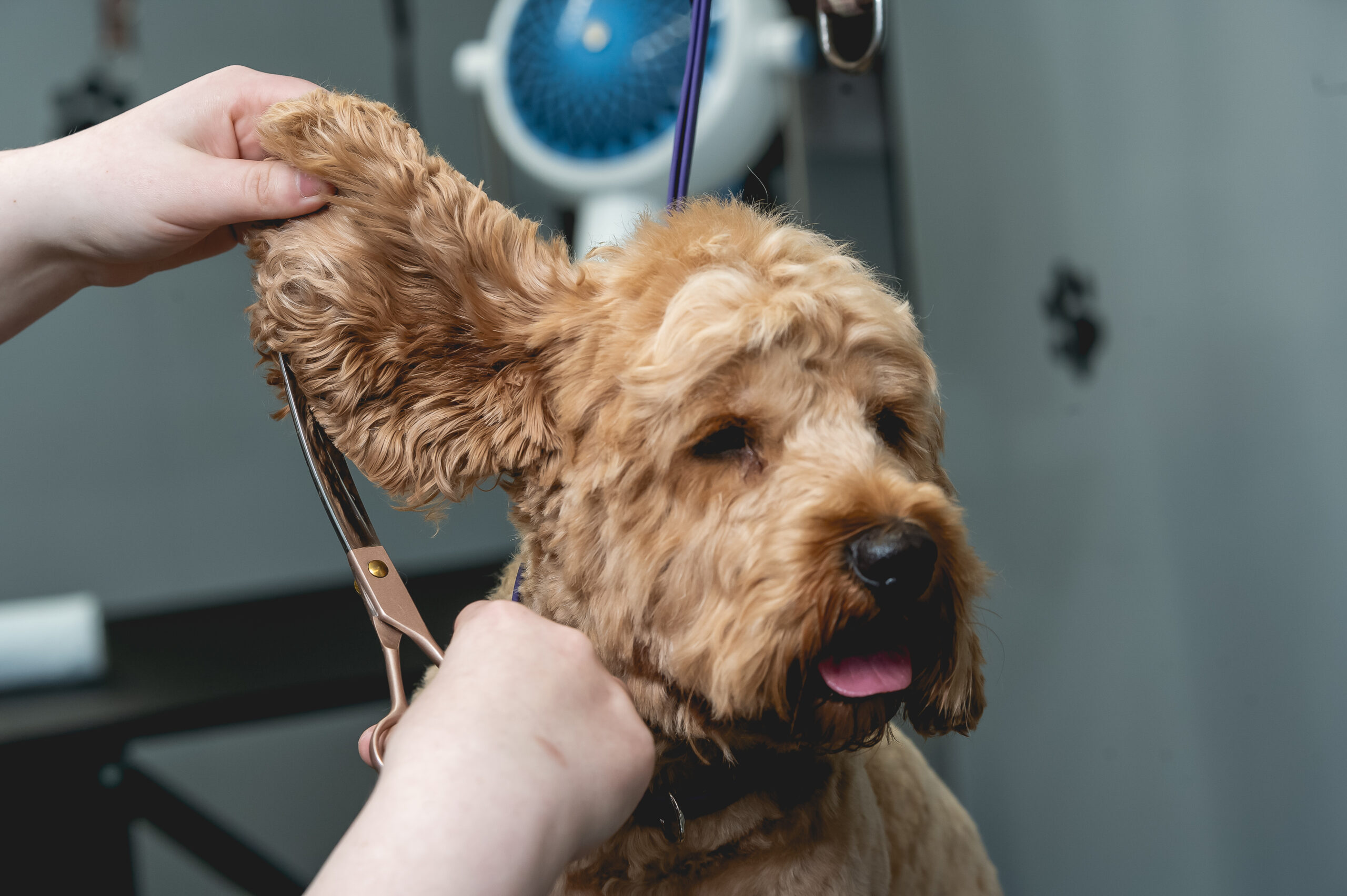 Dog Groomers Sheffield