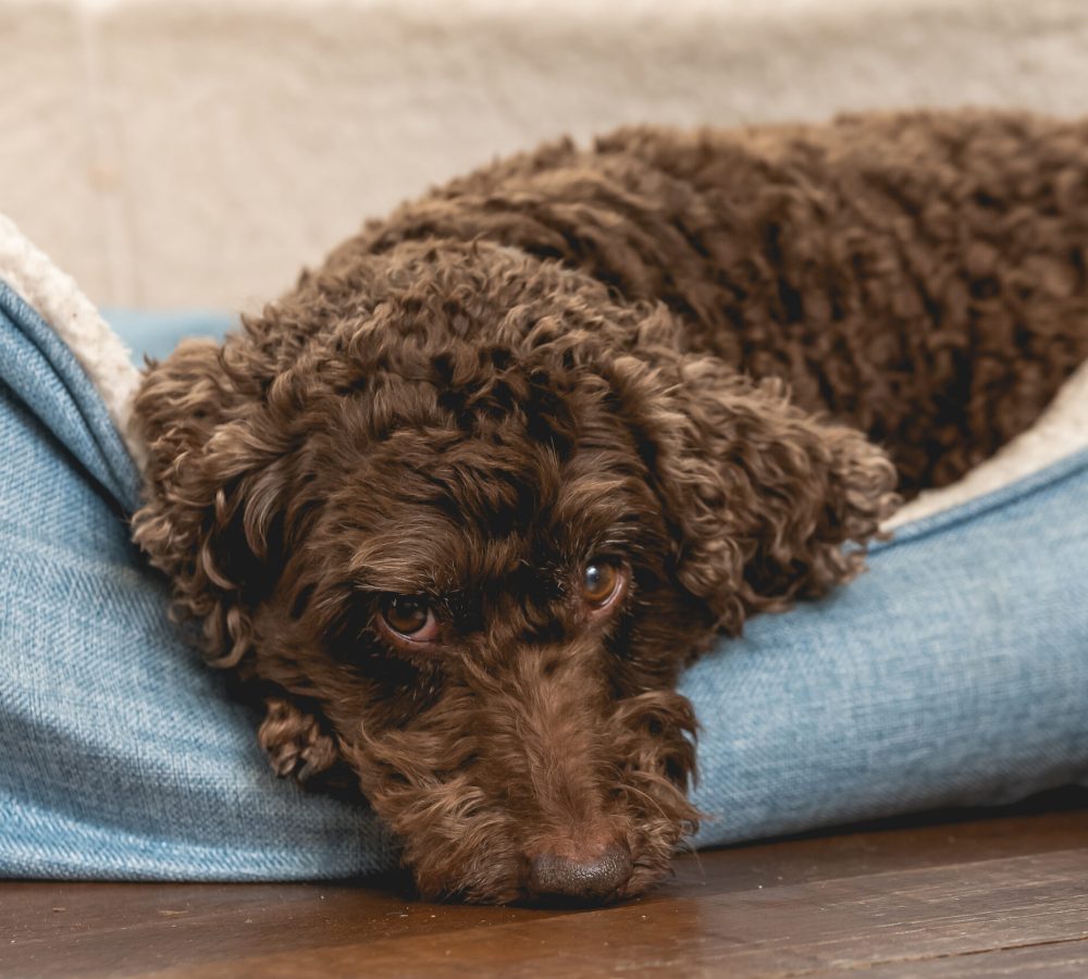 Dog Groomers Sheffield